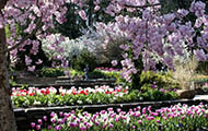 A spring garden with blooms in myriad pastel colors